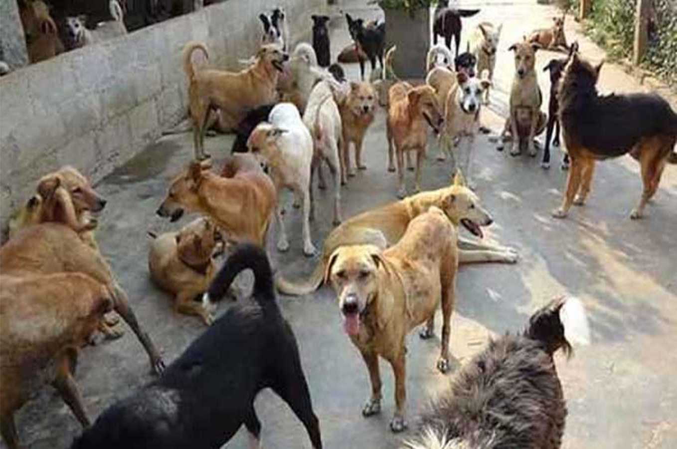 कुत्तों का आतंक बढ़ता गया, सिस्टम की तैयारी फाइलें ‘चाटती’ रही, लोग भुगत रहे हैं खामियाजा